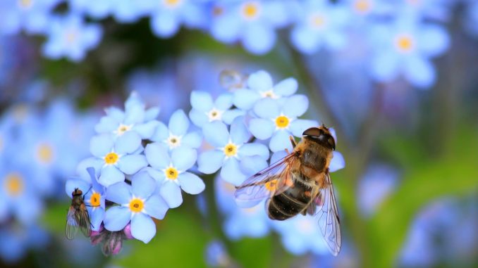 bee-257176_1920